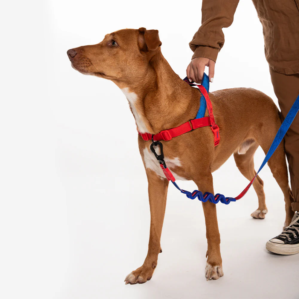 Arnés anti-tirones SPIDERMAN