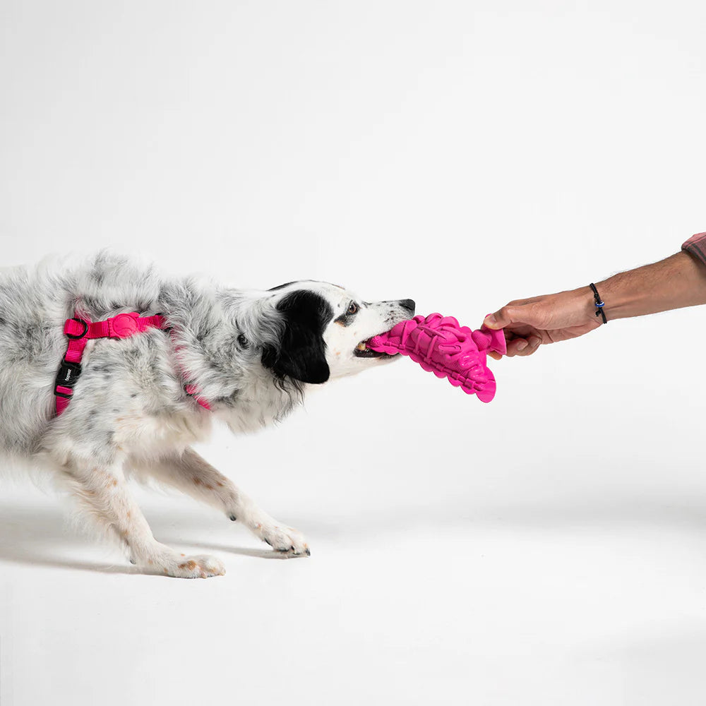 Juguete Staple Piggeon Rubber